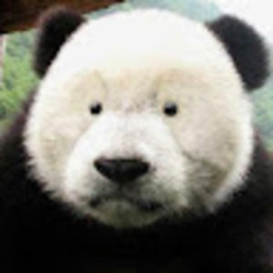 Meet your Posher, Yifu